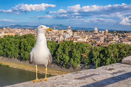 Rome Italy high angle view city skyline with Pigeon