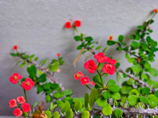 euphorbia milii des moul. red flower. blurred background. - thorn spiked flower head blossom imagens e fotografias de stock