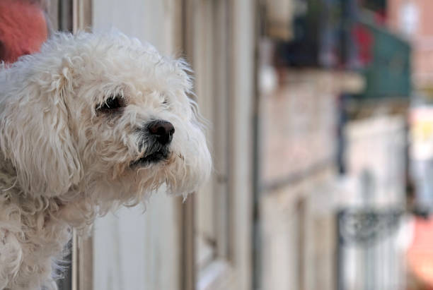 istock Dog with white fur looking out of a window 1496853864