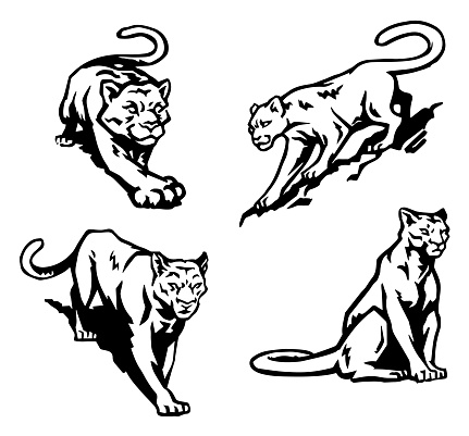 Strong, simplified, bold black and white drawings of cougars or mountain lions.