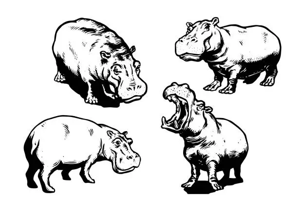 Vector illustration of Hippo Illustration