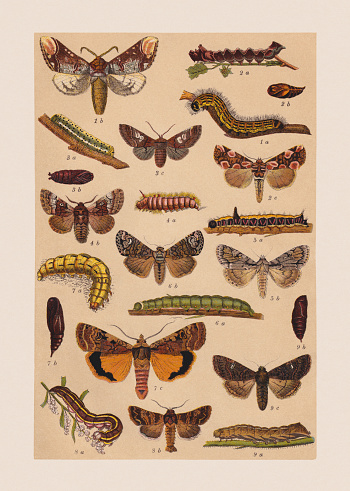 Various butterflies (Notodontidae, Drepanidae, Noctuidae): 1) Buff-tip (Phalera bucephala), a-caterpillar, b-butterfly; 2) Peach blossom (Thyatira batis), a-caterpillar, b-pupa, c-butterfly; 3) Figure of eight (Diloba caeruleocephala), a-caterpillar, b-pupa, c-butterfly; 4) Nut-tree tussock (Colocasia coryli), a-caterpillar, b-butterfly; 5) Grey dagger (Acronicta psi), a-caterpillar, b-butterfly; 6) Coronet (Craniophora ligustri), a-caterpillar, b-butterfly; 7) Large yellow underwing (Noctua pronuba), a-caterpillar, b-pupa, c-butterfly; 8) Broom moth (Ceramica pisi), a-caterpillar, b-butterfly; 9) Dot moth (Melanchra persicariae), a-caterpillar, b-pupa, c-butterfly. Chromolithograph, published in 1892.