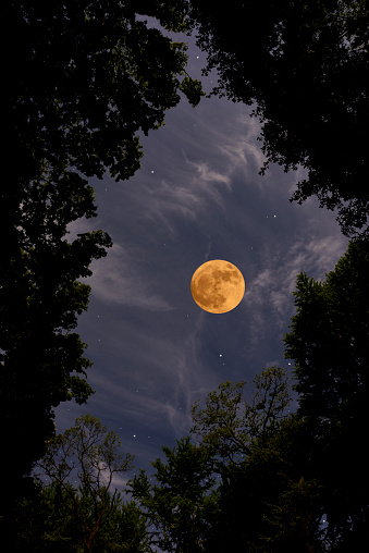 Full moon with cosmos flowers silhouette in the night.