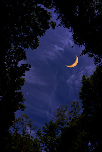 Looking up a strawberry crescent moon and lots of stars through the natural trees frame.