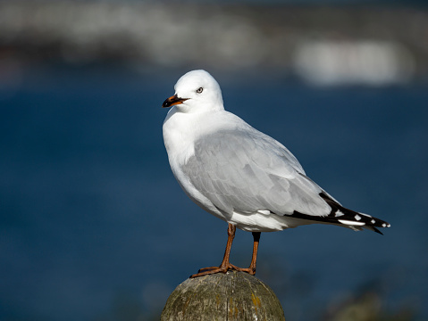 Seagull portrait