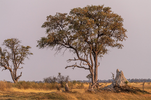 A stunning landscape of the Okavango Delta, around sunset