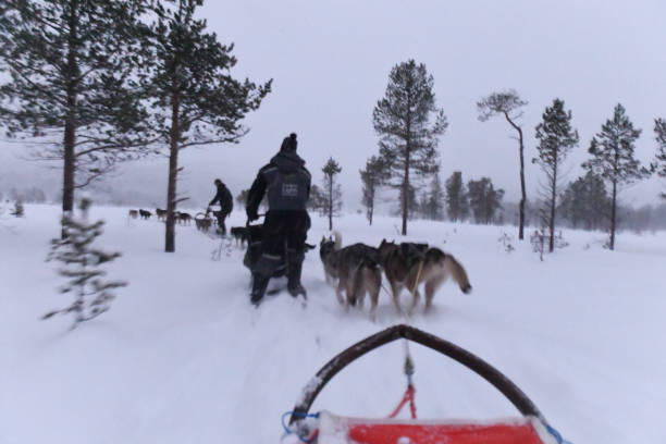 hundeschlittenfahren in norwegen - spitz type dog fotos stock-fotos und bilder