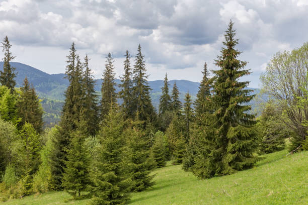 istock Fir trees on mountain slope against the distant mountain ridge 1496858848
