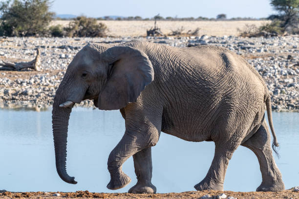 istock African Elephant in Etosha 1496858935
