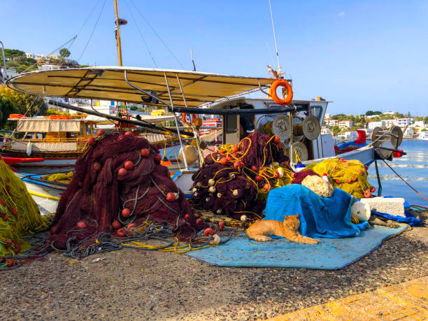 istock tray cat lying down on fishing net 1496863617