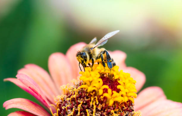 istock Honey bee covered in yellow pollen 1496863811