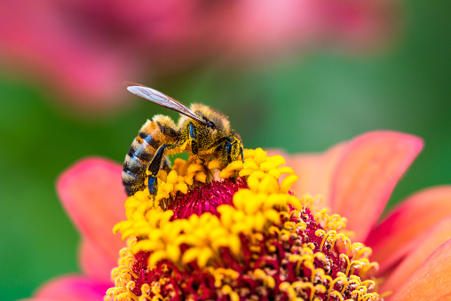 Bee helping pollination. Honey bee collecting pollen in front of blurred background. It is suitable for nature and honey studies.