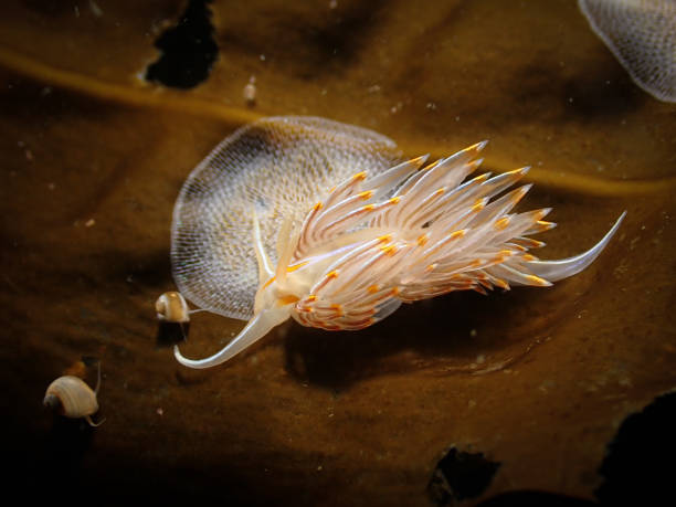 nudibranquio opalescente (hermissenda crassicornis) alimentándose de briozoos - opalescent fotografías e imágenes de stock