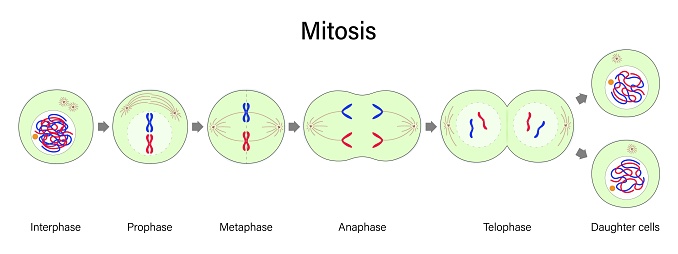 Diagram of Mitosis vector. Prophase, Metaphase, Anaphase, and Telophase. Cell division for education use.