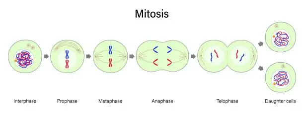 Vector illustration of Diagram of Mitosis vector. Prophase, Metaphase, Anaphase, and Telophase. Cell division for education use.