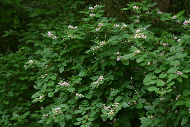 istock Lespedeza buegeri flowers. 1496868212