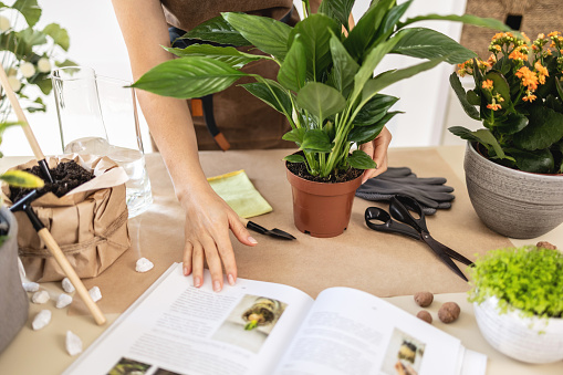 Close up of Female gardener studying gardening book at workshop transplantation houseplants. Planting of home green plants and flowers, white peace lily, spathiphyllum. Home garden, hobby blog concept