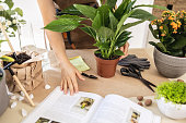 Planting of home green plants and flowers. Female gardener studying gardening book at workshop transplantation houseplants