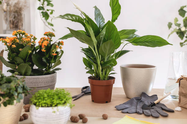 Repotting plants at home. Scene with Spathiphyllum, pot, gloves, Hydroponic Clay Pebbles, gardening tools on table