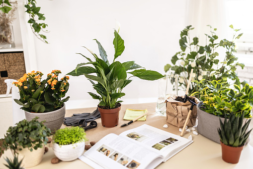 Home floriculture. Spathiphyllum, white peace lily, gloves, soil, book, gardening tools on table. Indoor spring gardening hobbies, spring waking up, homeplants repotting prep, home green plants care