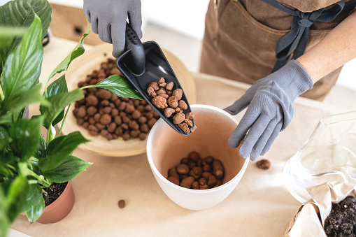 Closeup of Female gardener hands adding Hydroponic Clay Pebbles in pot for transplanting houseplant. Caring of home green plants indoors, spring waking up, home garden blog, how to repotting tutorial