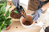 Caring of home green plants indoors. Close up of gardener hands adding pebbles in pot for transplanting houseplant.