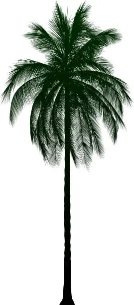 Vector illustration of Highly Detailed Palm Tree
