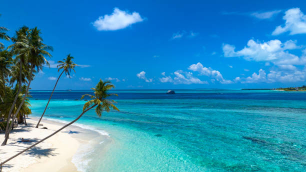 istock Summer palm tree as the Tropical beach with blue  sky background 1496869892