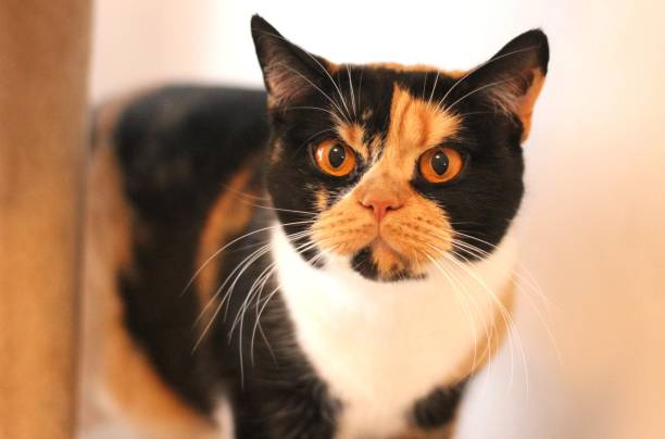 istock A colorful British shorthaired cat 1496869953