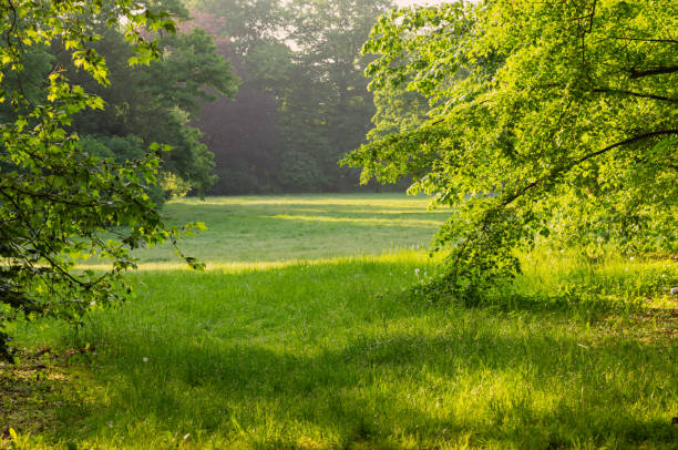 istock beautiful summer landscape with trees in sunlight 1496870012