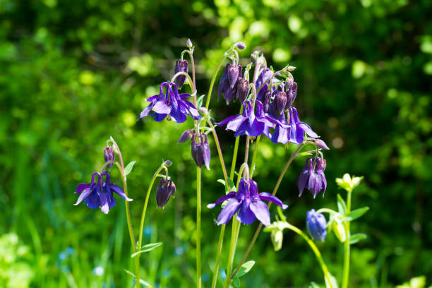 istock wild columbine along the roadside against a blurred green background 1496870233