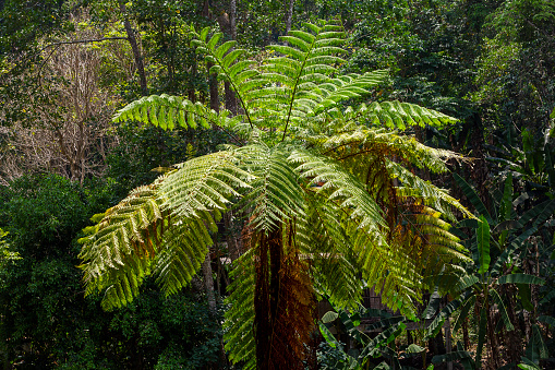 tree fern  in tropical rain forest paradise