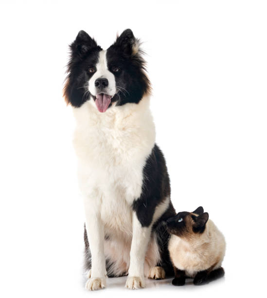 istock Finnish Lapphund and cat 1496871748