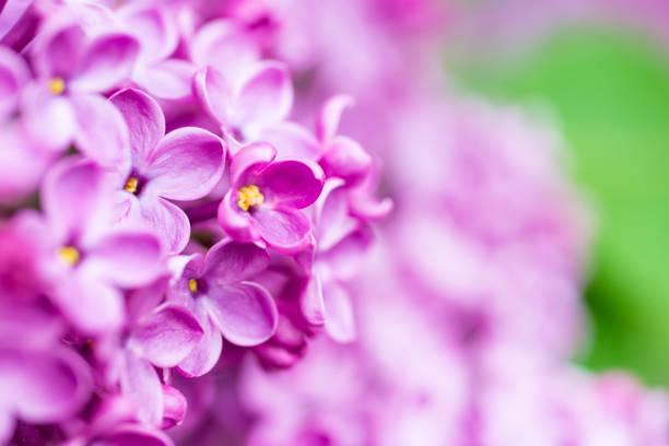 istock Purple lilac flowers macro background 1496872062