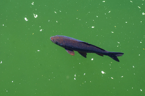 Koi fish swimming in a pond. Oregon.