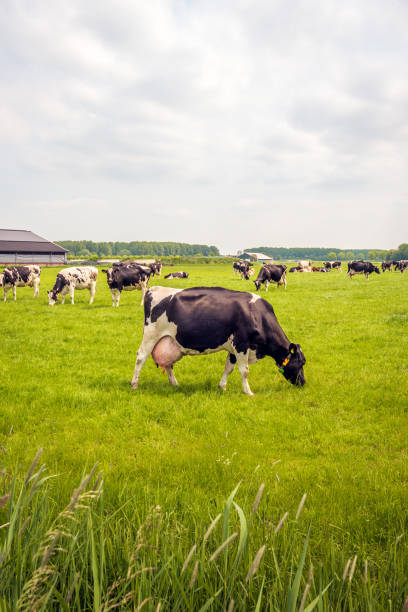 Grazing black-and-white cow with a full udder