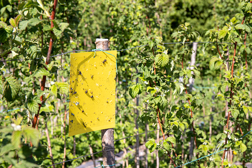 Yellow sticky flying insect glue trap board hanging on raspberry plant field in spring outdoors. Agriculture pest control concept.