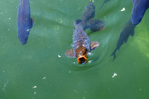 Three bright carp swim in a clear pool with a reflection in Kamakura City. Spring morning.
