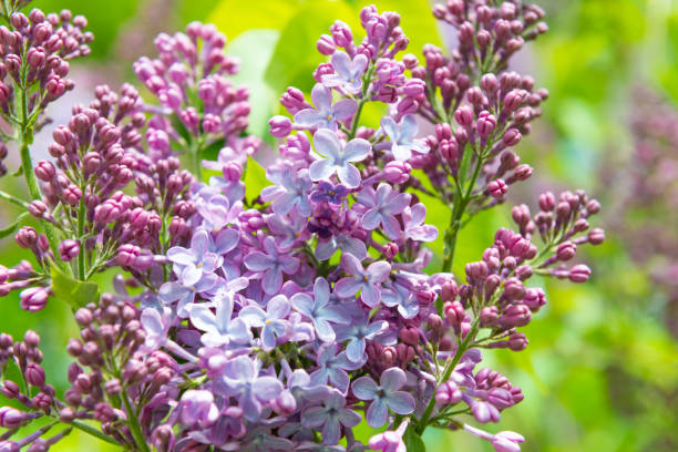 istock Lilac flowers branch bouquet 1496873550