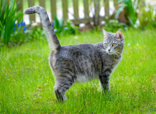 istock Gray tabby domestic cat in the garden 1496873571