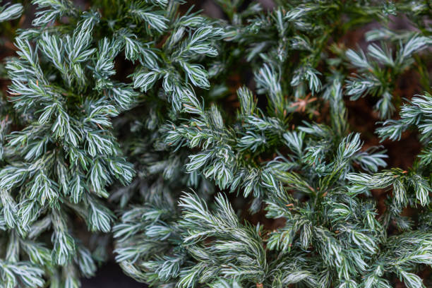 istock chamaecyparis pisifera 'Boulevard', known as the Christmas tree, for its bluish-gray, smooth-textured leaves. Sawara cypress 1496873682