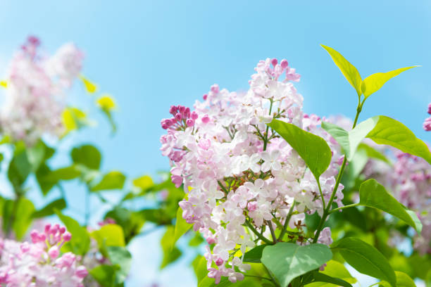 istock Lilac flowers branch 1496874260