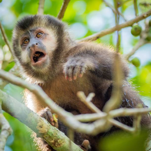 la scimmia è seduta su un albero e sbadiglia - yawner foto e immagini stock