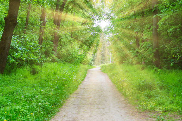 istock Forest park lane with green trees 1496875235