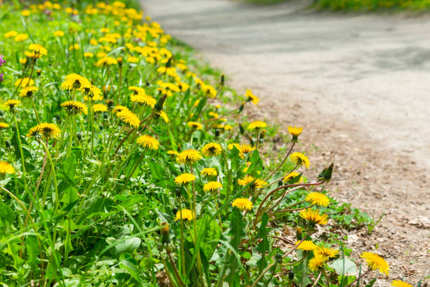 istock Dandelions flowers park lane 1496875250