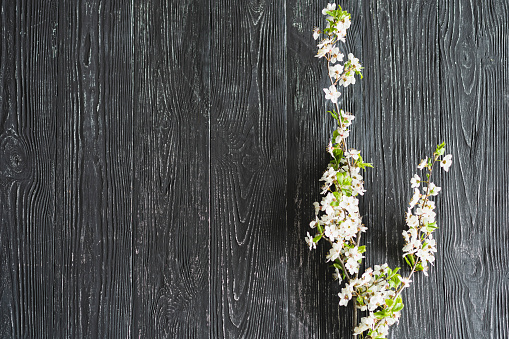 Old wooden shabby background with branches of blooming spring flowers. Springtime