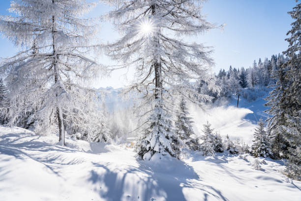 オーストリア、ゼーフェルトの冬の森 - zugspitze mountain mountain tirol european alps ストックフォトと画像