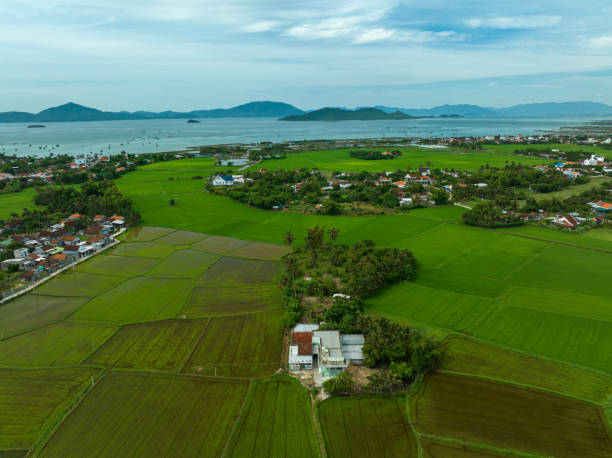 istock Tu Bong rice terrace green field 1496877767
