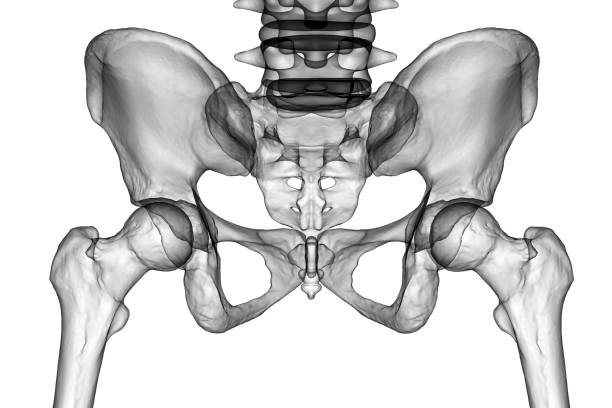 anatomie der beckenknochen, einschließlich darmbein, sitzbein, kreuzbein und schambein, 3d-illustration - pelvic bone stock-fotos und bilder
