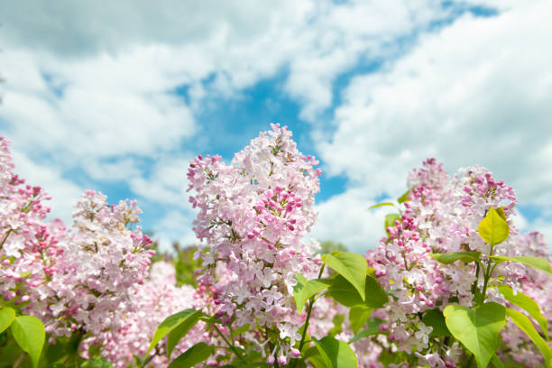 istock Lilac flowers branch 1496878243